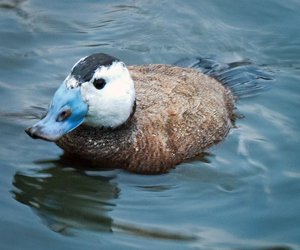 Ямаансүүлт (Цагаантолгой ямаансүүлт)